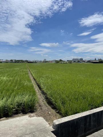 飛耀農業科技有限公司 - 顧的美美的水稻