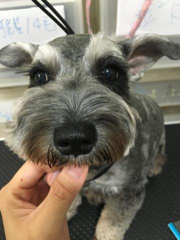 【Lucine】毛孩專屬秘書❤️寵物美容師|10年寵物經驗| - 長睫毛雪納瑞❤️ 【Lucine】毛孩專屬秘書❤️寵物美容師|10年寵物經驗| - 長睫毛雪納瑞❤️