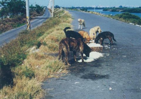 盧冠慧 - 2004 流浪狗 四草
攝影:Lu Guan Hui
快閃動畫族－「把花獻給狗 / Flowers for Dogs (2004)」
2007年10月12日  作者：龔玉玲
〈把花獻給狗〉以物體動畫形式，輕快簡潔的風格，呈現台灣流浪犬、都市環境與人類政策之間的關係。希望在有趣味性的動畫中，引起觀者思考人類與同伴動物生命的深層牽動關係。
https://youtu.be/XB7xpgG4LkE?t=