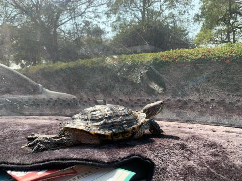 狗狗幸福戶外活動 - 巴西龜外出