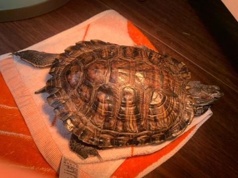 狗狗幸福戶外活動 - 巴西龜4歲