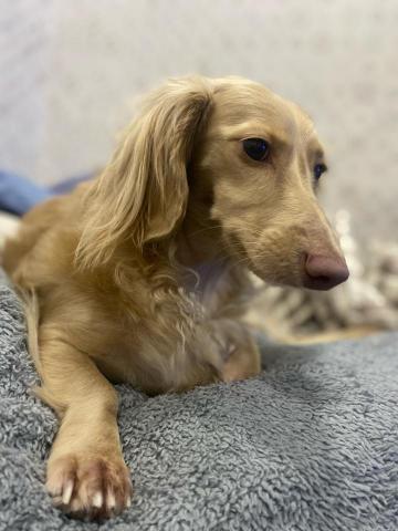 Q比寵物寄宿 - 吃飽後悠哉的休息?