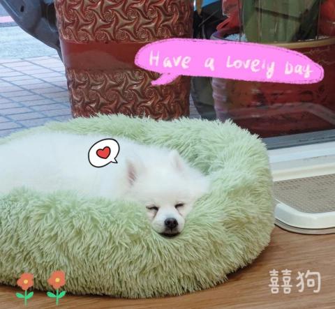 囍狗寵物沙龍 - 