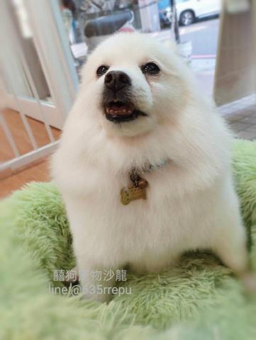 囍狗寵物沙龍 - 