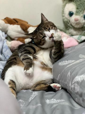 麻煩有確定有需要再請我報價！2024過年連假開放 - 