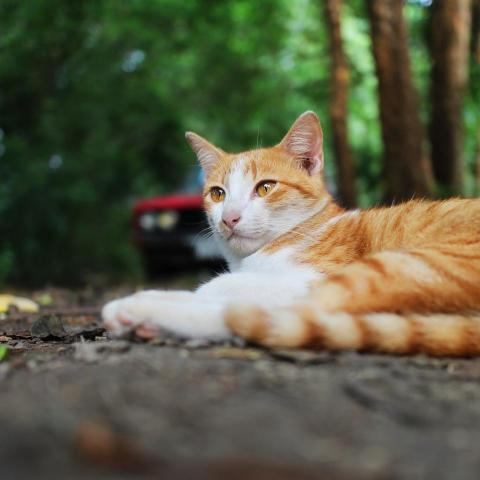 提供python工程師服務的專家Vannie