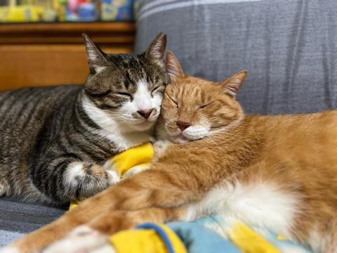 麻煩有確定有需要再請我報價！2024過年連假開放 - 