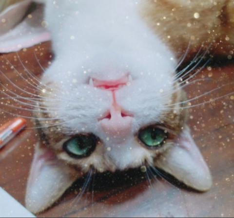 Happy Mixing Studio 蝸牛の快樂混音工作室 - 工作室吉祥寵物