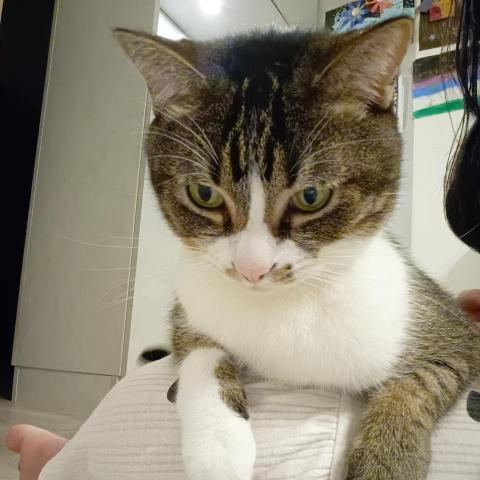 提供寄養貓服務的專家單茗