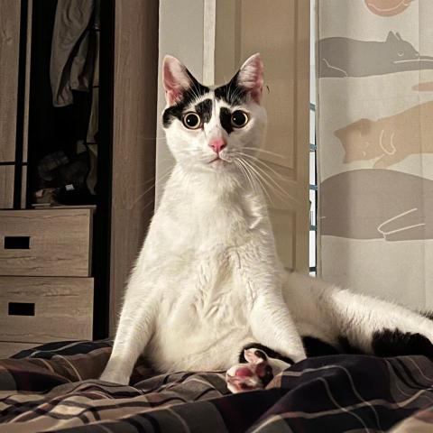 提供屏風牆服務的專家蘇宛屏