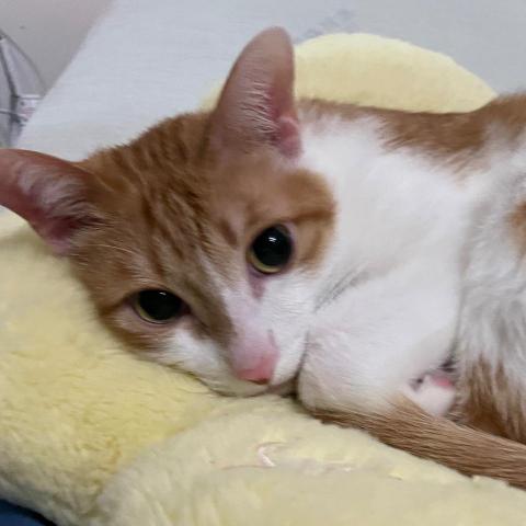 提供到府洗澡服務的專家瓜