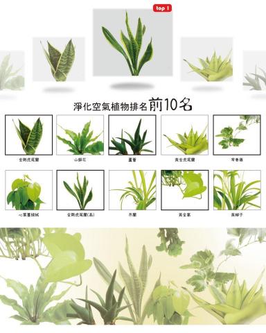 Louis - DM 傳單。