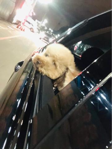 長短程/機場/急件/旅行 - 