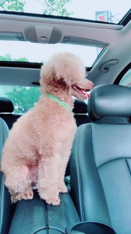 長短程/機場/急件/旅行 - 