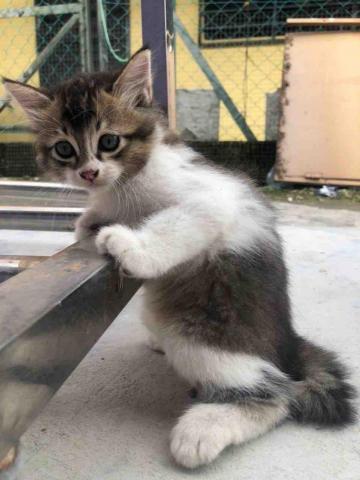 提供大提琴服務的專家謝婉柔