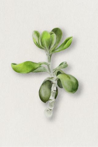 菘藍 - 植物寫實風格