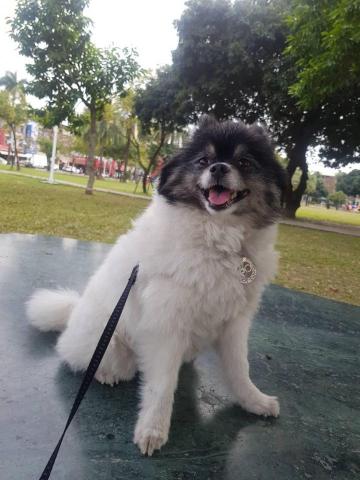 cathy金 - 本身有養寵物經驗以及當過短期（3個月）的獸醫助理