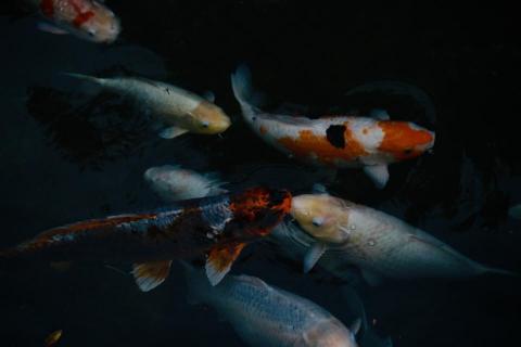 楊子玄 - 攝影作品