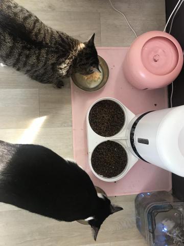 林芯彤 - 寵物保母照顧客戶的毛小孩