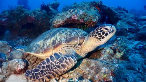 小豪 游泳教學 水肺潛水 - 