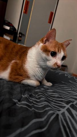 星星寵物散步 - 暫不回覆任何訊息喔不好意思