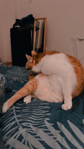 星星寵物散步 - 暫不回覆任何訊息喔不好意思