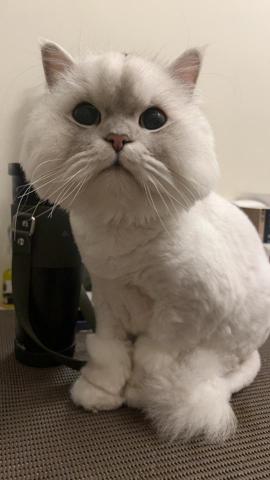 星星寵物散步 - 暫不回覆任何訊息喔不好意思