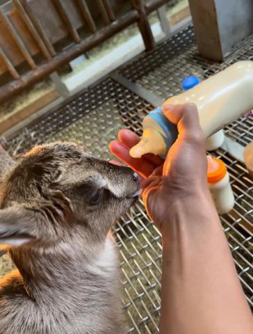 陳又羣 - 大學實習時學習餵小羊喝奶