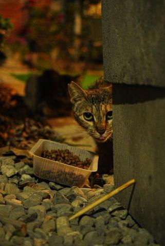 小凜 - 寵物攝影範例