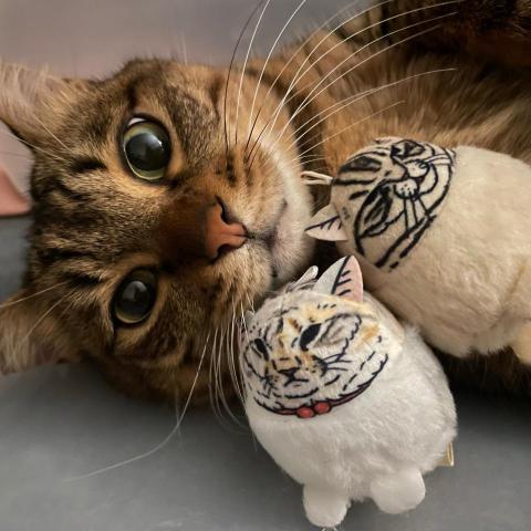 提供pcb打樣服務的專家cingwen