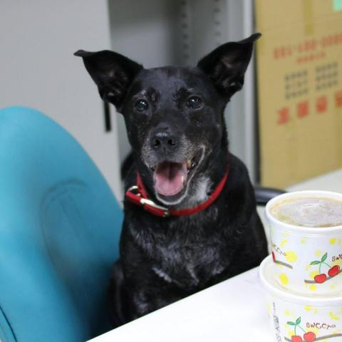 提供204檔案ptt服務的專家陳小姐