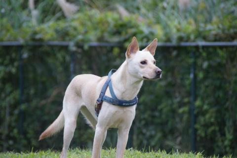 4April Studio - 寵物公園抓拍