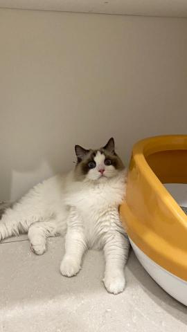 duo專業寵物照顧💗 - ?