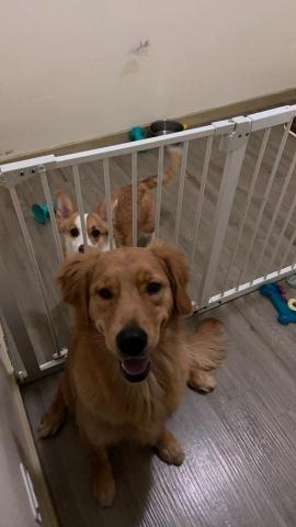 duo專業寵物照顧💗 - ?