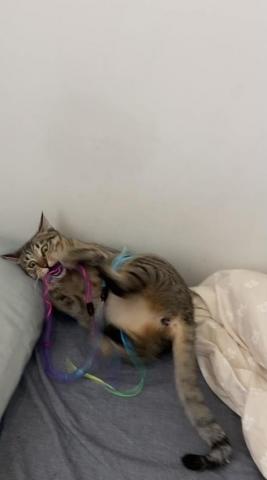 duo專業寵物照顧💗 - ❤️