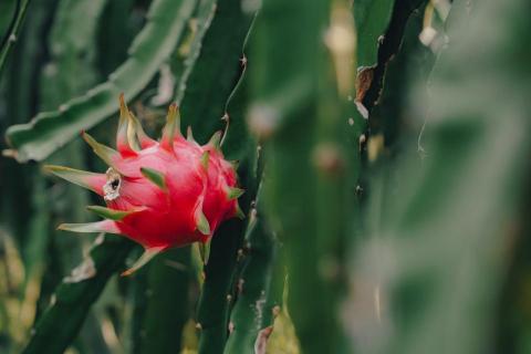 Hunter Photography - 農產品形象照拍攝 Hunter Photography - 農產品形象照拍攝