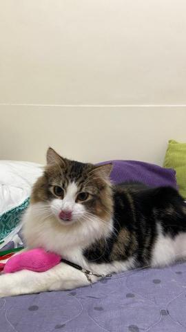 duo專業寵物照顧💗 - ❤️