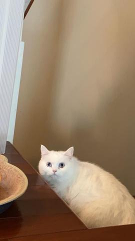 duo專業寵物照顧💗 - ?