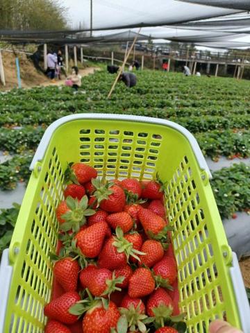 阿嘉包車旅遊🚙預約出行🚗機場接送✈歡迎洽詢喔！ - 