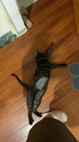 duo專業寵物照顧💗 - ?