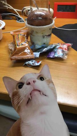 提供今日職棒服務的專家邱奕翔