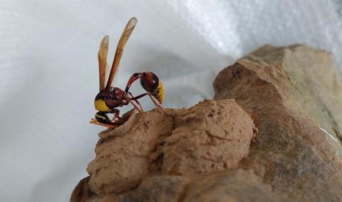 PEI CHI YANG - 在日常也能有小發現，例如築巢的黃紋細腰蜂。(介紹習性及築巢特色)