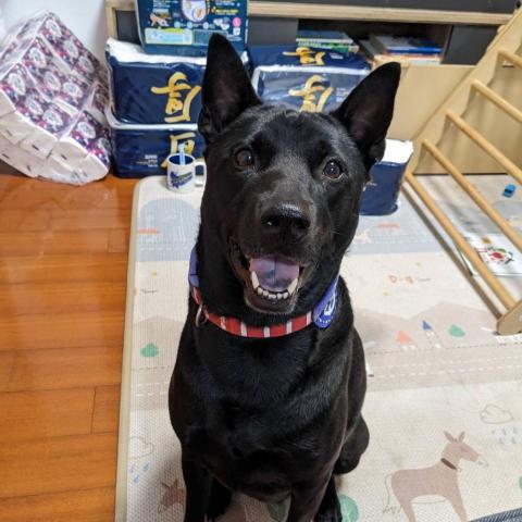 提供寄養服務的專家黑皮伴遊