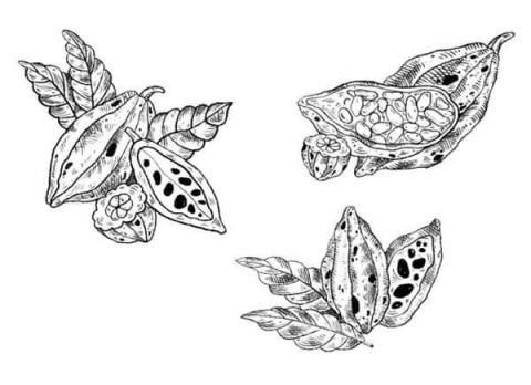 玉皇多媒體工作室 - 可可小農製程推廣專案
佈置場域：台北中和崇德發蔬食餐廳