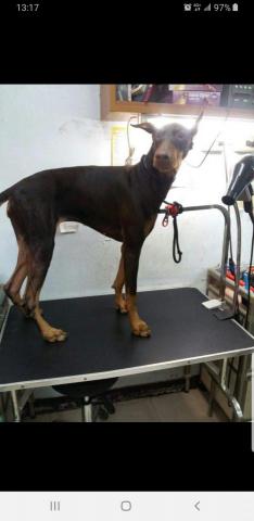 peggy  chou - 寵物美容時的帥杜賓