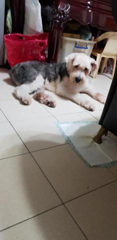 peggy  chou - 自家的老古代牧羊犬
