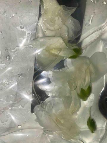 提供封面書服務的專家王筠蓁