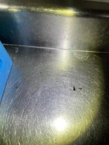 恆杰環衛有限公司 - 蟑螂取食誘餌後呈現中毒狀態