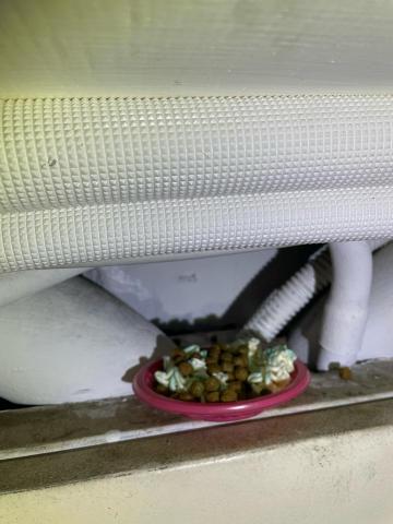 恆杰環衛有限公司 - 鼠餌誘食防治鼠害