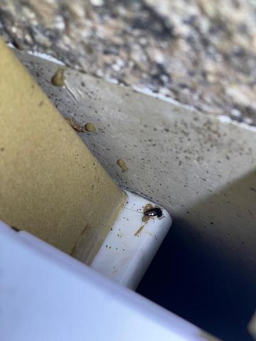 恆杰環衛有限公司 - 蟑螂取食中